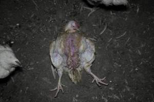 RSPCA Approved Chicken - Captured at Londonderry Road, Londonderry NSW.