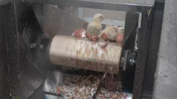 Maceration of chicks in the egg industry - Screenshot from footage of 'useless' male chicks being sent into the macerator at Australia's largest hatchery for the egg industry. - Captured at SBA Hatchery, Bagshot VIC Australia.