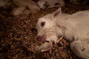 Dying female goat kid - In the kid shed, where the females are raised to join the breeding/milking cycle. - Captured at Cibus Goats, Trafalgar East VIC Australia.