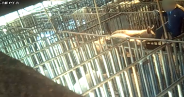 Pigs kicked by workers - Captured at Signium Piggery, Ellangowan NSW Australia.