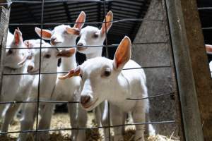 Female baby goats looking through wire fence - Captured at Lochaber Goat Dairy, Meredith VIC Australia.