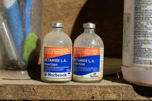 Betamox LA Injection - Captured at Lochaber Goat Dairy, Meredith VIC Australia.