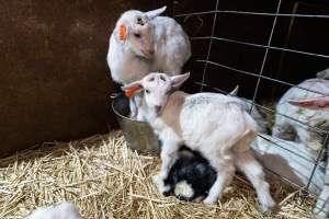 Female baby goats after disbudding - Captured at Lochaber Goat Dairy, Meredith VIC Australia.