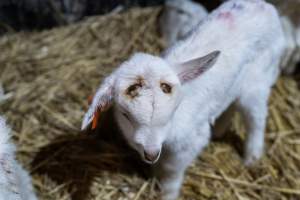 Female baby goat after disbudding - Captured at Lochaber Goat Dairy, Meredith VIC Australia.