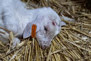 Sick female baby goat after disbudding - Captured at Lochaber Goat Dairy, Meredith VIC Australia.