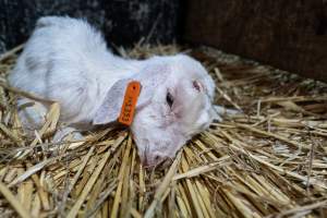 Sick female baby goat after disbudding - Captured at Lochaber Goat Dairy, Meredith VIC Australia.