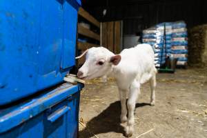 Female baby goat in walkway between pens - Captured at Lochaber Goat Dairy, Meredith VIC Australia.