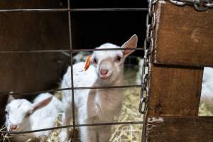 Doe goat kids. - Captured at Lochaber Goat Dairy, Meredith VIC Australia.