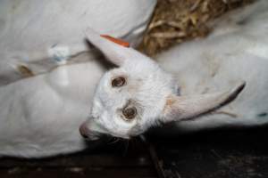 Doe goat kid burn head - Captured at Lochaber Goat Dairy, Meredith VIC Australia.