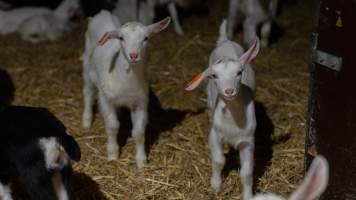 Doe kids - Captured at Lochaber Goat Dairy, Meredith VIC Australia.