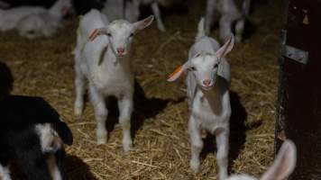 Female baby goats - Captured at Lochaber Goat Dairy, Meredith VIC Australia.