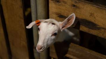 Doe kid in nursery - Captured at Lochaber Goat Dairy, Meredith VIC Australia.