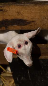Doe kid burnt head - Captured at Lochaber Goat Dairy, Meredith VIC Australia.