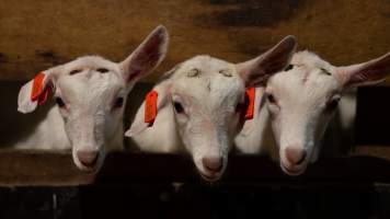 Doe kids - Captured at Lochaber Goat Dairy, Meredith VIC Australia.