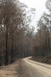 Aftermath of Victorian Bushfires 2019-20 - Photo by Kelsey Hannah - Captured at Bairnsdale VIC.