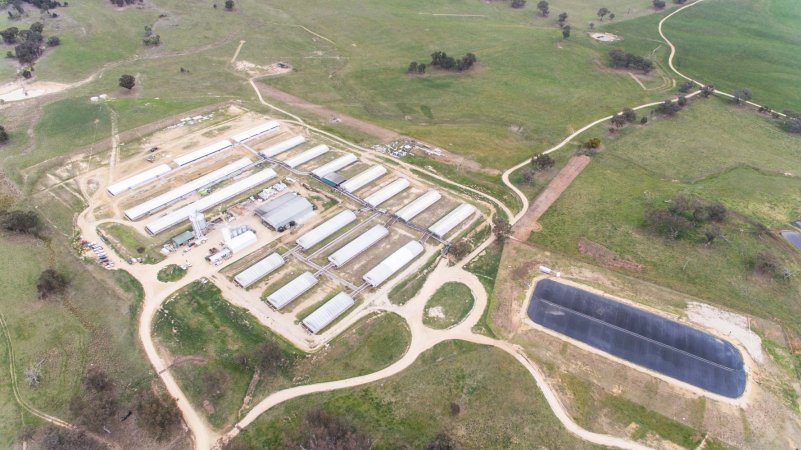 Aerial drone view of Dead Horse Gully Piggery - Captured at Dead Horse Gully (DHG) Piggery, Young NSW Australia.