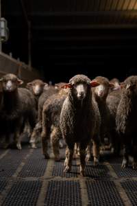 Sheep at Kaladbro Station feedlot - Kaladbro Station is an intensive confinement system (feedlot), housing 8000 sheep in western Victoria. - Captured at Kaladbro Station, Strathdownie VIC Australia.