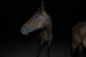 Horse in holding pen - Captured at Luddenham Pet Meats, Luddenham NSW Australia.