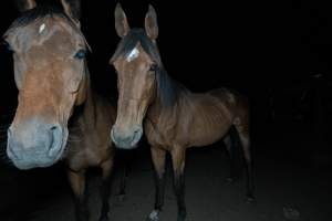 Horses in holding pen - Captured at Luddenham Pet Meats, Luddenham NSW Australia.