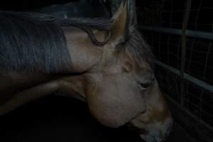 Horse in holding pen - Captured at Burns Pet Food, Riverstone NSW Australia.
