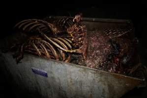 Bin full of bones, body parts and maggots - Captured at Burns Pet Food, Riverstone NSW Australia.