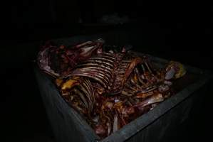 Bin full of bones - Captured at Burns Pet Food, Riverstone NSW Australia.
