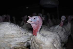 Turkey close to slaughter age - Captured at Numurkah Turkey Supplies - farm and abattoir, Numurkah VIC Australia.