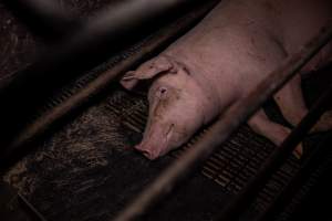 Sow in farrowing crate - Captured at Ludale Piggery, Reeves Plains SA Australia.
