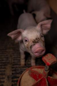 Filthy piglet in farrowing crate - Captured at Ludale Piggery, Reeves Plains SA Australia.