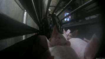 Piglets being gassed in carbon dioxide gas chamber - Screenshot from hidden camera footage depicting the Butina Combi gas chamber, where pigs are herded into the end of the gondolas and lowered into the gas. - Captured at Benalla Abattoir, Benalla VIC Australia.