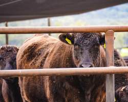 Maydan Feedlot - Cows in Feedlot - Captured at Maydan Feedlot, Bony Mountain QLD Australia.