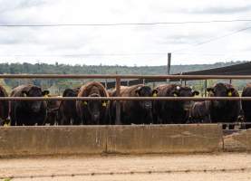 Maydan Feedlot - Cows in Feedlot - Captured at Maydan Feedlot, Bony Mountain QLD Australia.