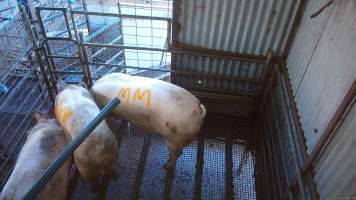 Three sows shot in stun pen - Three sows shot by a rifle to 'stun' them prior to having their throats slit. - Captured at Menzel's Meats, Kapunda SA Australia.