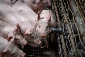 Activist patting piglet in slaughterhouse kill pen - Captured at Menzel's Meats, Kapunda SA Australia.