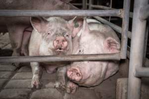 Two pigs in slaughterhouse holding pens - Captured at Menzel's Meats, Kapunda SA Australia.