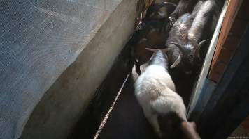 Goat resisting being dragged - Goats and sheep are herded into a small holding pen then dragged by hand into the kill room where their throats are slit. Animals frequently stand on top of each other, try to hide and flee when the worker arrives. Many resist as they are pulled into the kill room. - Captured at Snowtown Abattoir, Snowtown SA Australia.