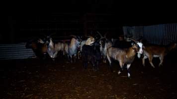 Goats in holding pen - Goats in the holding pens. - Captured at Snowtown Abattoir, Snowtown SA Australia.