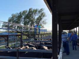 Cows in pens at Moree Saleyards - Posted by ‘Moree Plains Shire Council’ on Facebook “on the Moree Saleyards’ last cattle sale of the year…” - Captured at Moree Saleyards, Moree NSW Australia.