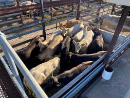 Cows in pens at Moree Saleyards - Posted by ‘Moree Plains Shire Council’ on Facebook “on the Moree Saleyards’ last cattle sale of the year…” - Captured at Moree Saleyards, Moree NSW Australia.