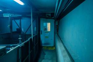 Final pens leading into room with gas chamber - Captured at Corowa Slaughterhouse, Redlands NSW Australia.