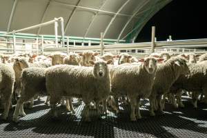 Sheep in holding pen - Investigators spent time with sheep in the holding pens, the night before they were to be killed. - Captured at Tasmanian Quality Meats Abattoir, Cressy TAS Australia.