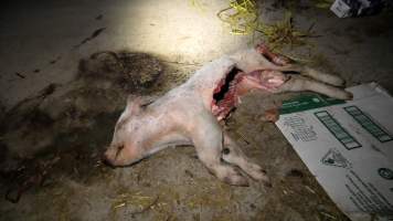 A dead piglet in front of the pig pens - A half eaten piglet found in front of the weaner pens - Captured at Scottsdale Pork piggery, Cuckoo TAS Australia.