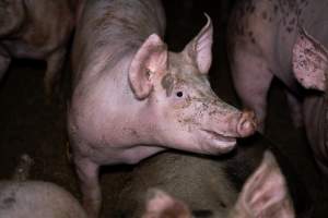 Grower pig in a pen - Captured at Scottsdale Pork piggery, Cuckoo TAS Australia.