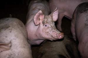 Grower pig in a pen - Captured at Scottsdale Pork piggery, Cuckoo TAS Australia.