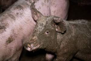 A grower pig covered in mud and faeces - Captured at Scottsdale Pork piggery, Cuckoo TAS Australia.