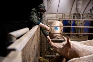 An investigator feeds a sow - Captured at Scottsdale Pork piggery, Cuckoo TAS Australia.