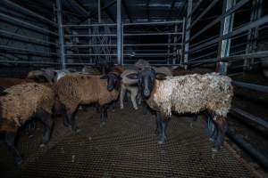 Sheep in holding pen - Investigators spent time with sheep in the holding pens, the night before they killed. - Captured at Gretna Meatworks, Rosegarland TAS Australia.