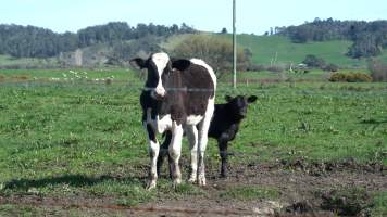 Mother and newborn calf - A mother and her newborn calf on a Tasmanian dairy farm - Captured at TAS.