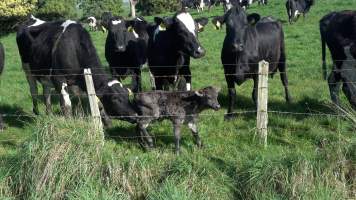 Mothers and a newborn calf - A newborn calf is surrounded by mother cows - Captured at TAS.