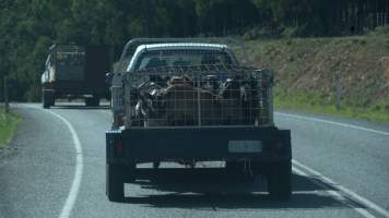 Bobby calves being transported to slaughter - Captured at TAS.
